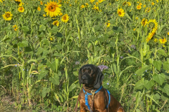IMG_683612156